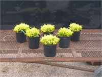 6 Gold Mop Cypress Plants