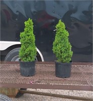 2 Dwarf Alberta Spruce Trees