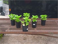 6 Dwarf Red Crimson Hollyhock Plants