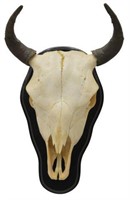 MOUNTED COW SKULL & HORN  MOUNT, 15.5"W