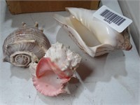 3 Decorative Seashells