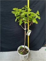 46-in little lime hydrangea shrub