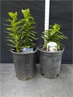 15-in dwarf Asiatic lily and 13-in lilium dwarf