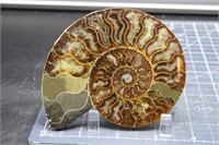 Polished Ammonite, Madagascar, 5.0 oz