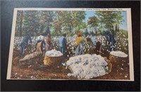 1940's Cotton Picking Time Memphis TN Postcard