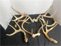 Deer antlers 6 individual. 1 set w/ skull cap