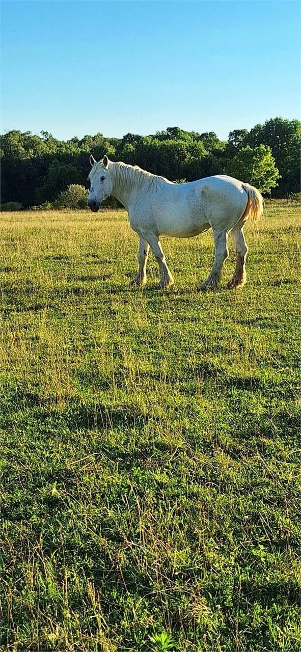 American Made Livestock Market RIDING HORSE SPECIAL