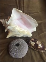 Collection of Sea Shells