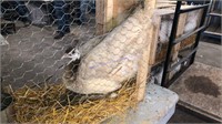 Cameo White Eyed Peahen - 3 Yrs Old