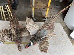 Pair of Taxidermy Pheasants