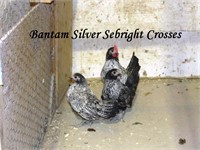 Bantam Silver Sebright Crosses Trio