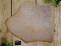 PETRIFIED PALM WOOD SLAB ROCK STONE LAPIDARY SPECI