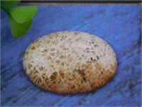 FOSSILIZED CORAL CABOCHON ROCK STONE LAPIDARY SPEC