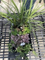 5 spikes, 4 mixed petunias, 2- 6 pack pink