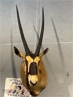 Gemsbok ( Large Antelope From Africa)