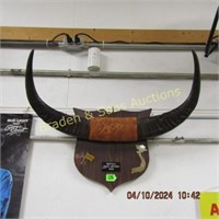 MOUNTED BUFFALO HORNS FROM SOUTH VIETNAM FROM
