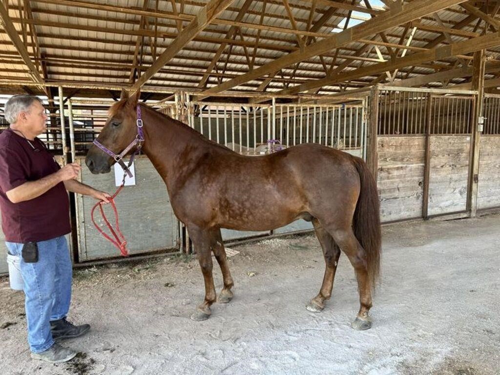 Bo - 13 YO Chestnut Gelding