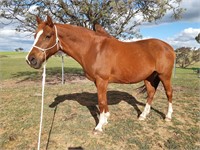 (NSW) HYDEPARK AMBER ROSE - ASH MARE