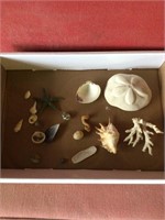 Sea shell lot