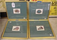 4 Framed Shell Limited Edition Engravings