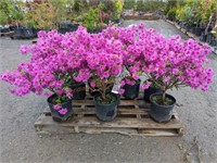 8 Purple Splendor Azaleas