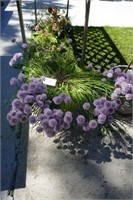 PLANTER W/ CHIVES