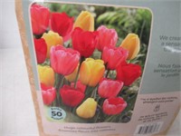 40-Pk Tasc Tulipa Darwin Hybrid Assorted Bulbs