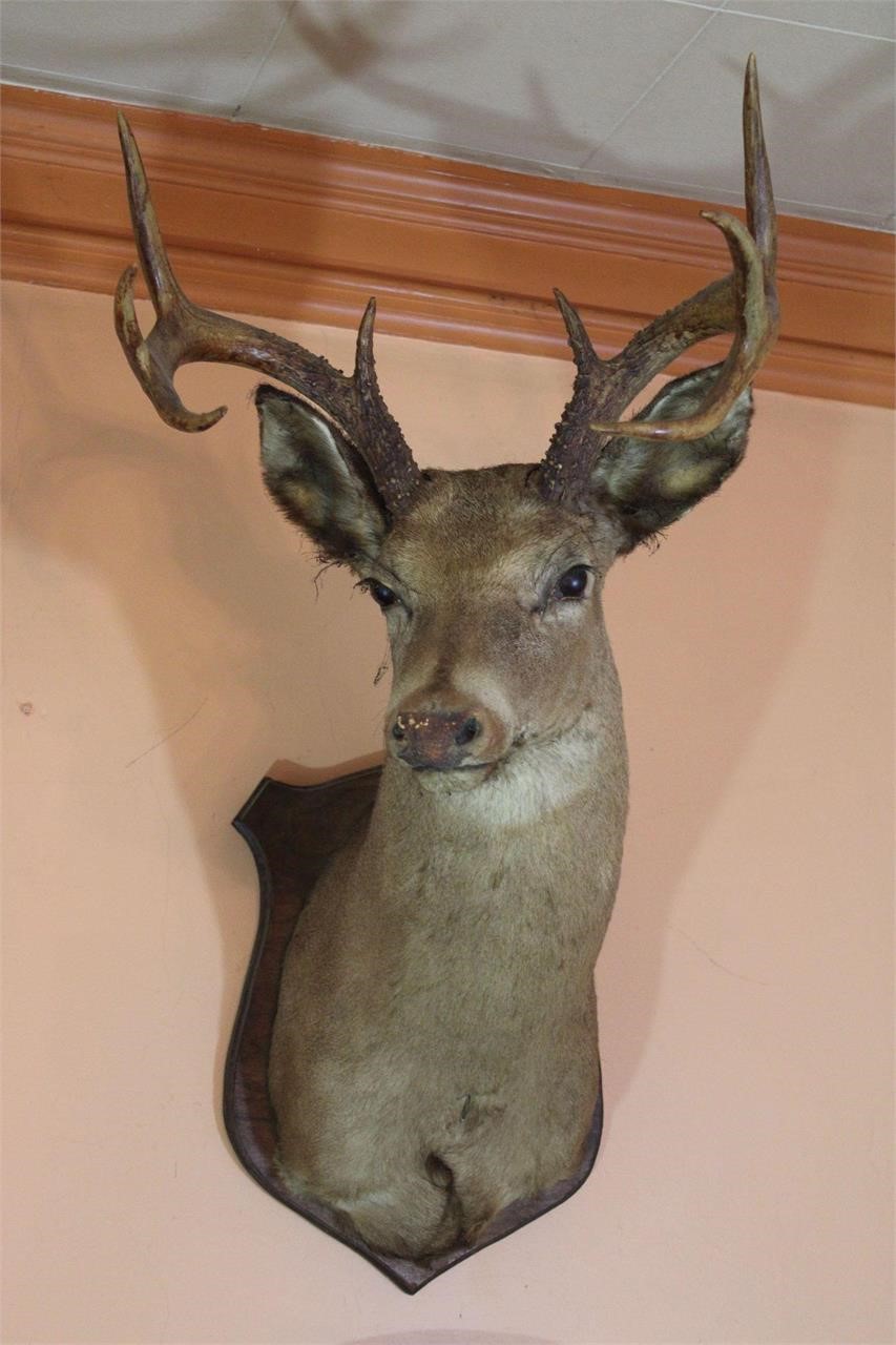 Vintage 8-Point Buck Wall Mount Taxidermy