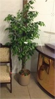 Silk Tree Plant