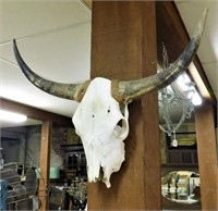 Taxidermy Steer Head with Horns.