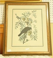 Framed Audubon “American Crow” engraving