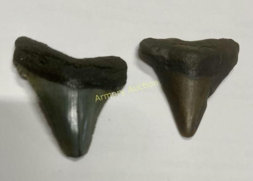 2 PRE MEG SHARKS TEETH - COOPER RIVER FOUND