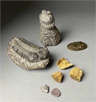 Seven Trilobite Fossil Specimens