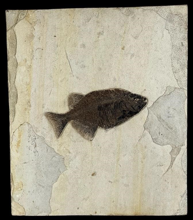 Large Fossil Fish- Phareodus Testis- 48 mil. years