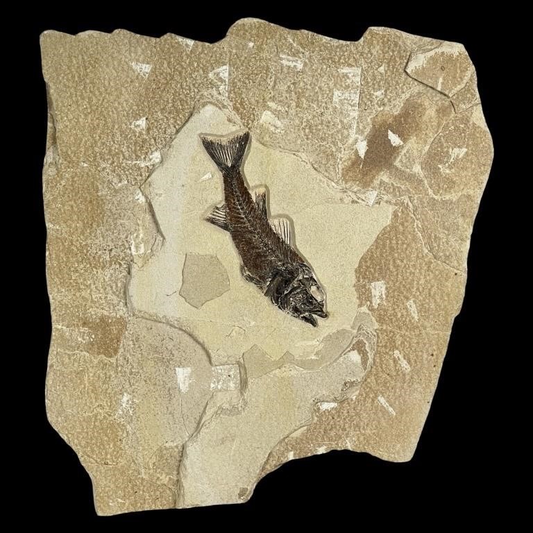 Large Fossil Fish Mioplosus Labracoides 48 mil yrs