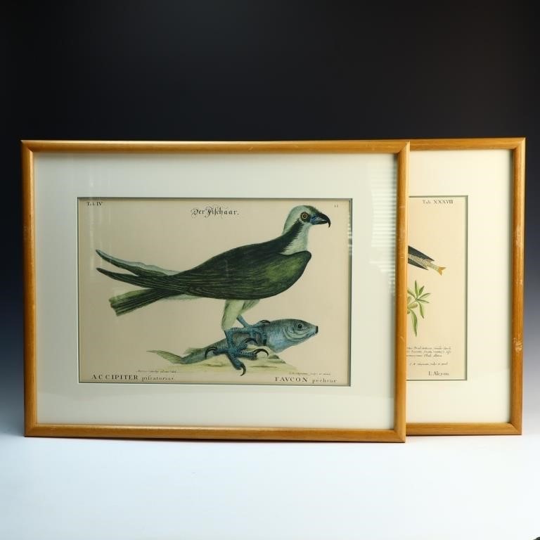 Two vintage bird prints