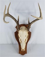 Mounted Deer Skull Antlers