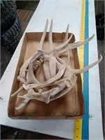 Box of assorted antlers