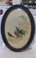 Beautiful Oval Framed Aclaeactis Pamela Print