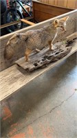 Taxidermy Fox