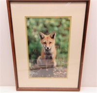 Fox Picture Framed 16" x 21"