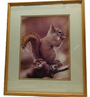 Red Squirrel Framed Photo 17.5" x 20.5"