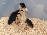 2 Unsexed-Ancona Ducklings