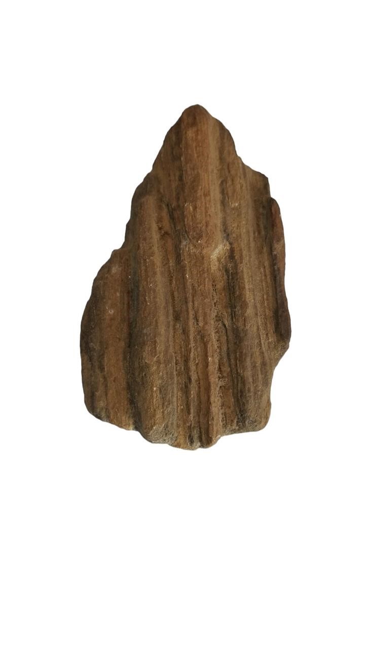 7.5" Petrified Wood Specimen