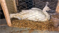 White Peahen - 1 Yr Old