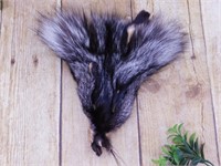 COYOTE FACE PELT TAXIDERMY