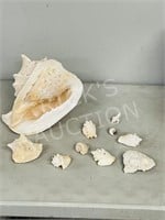 assorted seashells