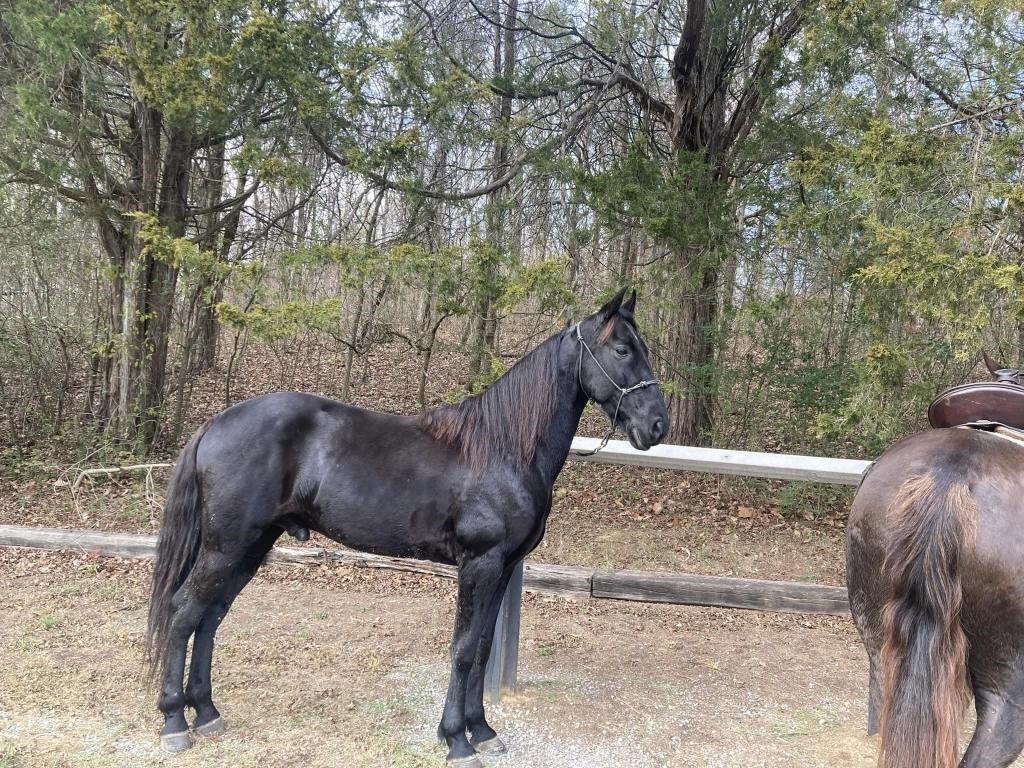 Pushing In The City - Black 2017 Model TWH Gelding