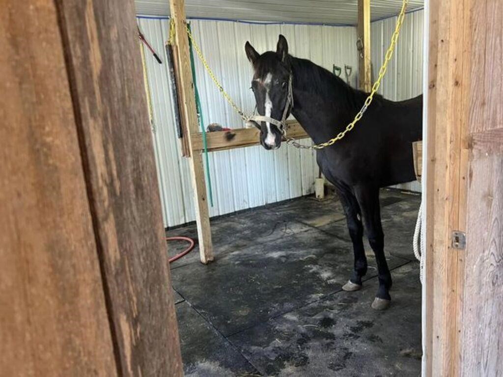 Smokey Joe - Black Yearling Stud Colt