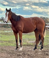 (VIC) WOLF - THOROUGHBRED GELDING